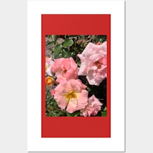 Roses Posters and Art